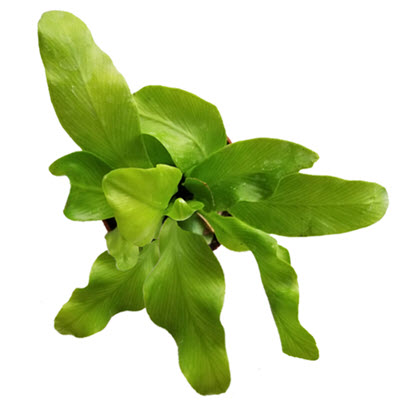 Grower's Choice Birdnest Fern